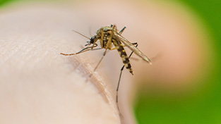 Mosquito Control